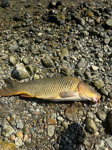 コイの釣果