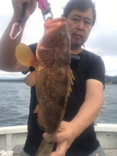 アコウの釣果