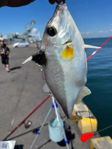 ギマの釣果