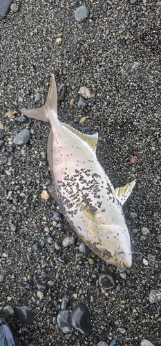 ショゴの釣果