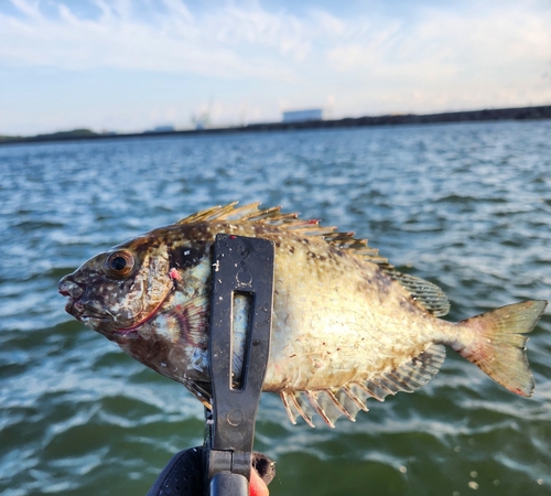 アイゴの釣果