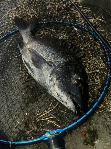 チヌの釣果