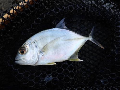 メッキの釣果