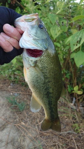 ラージマウスバスの釣果