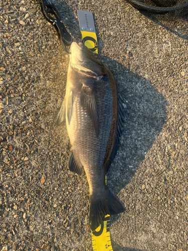 チヌの釣果