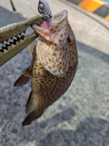 オオモンハタの釣果