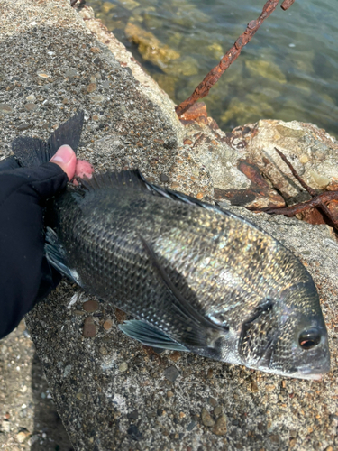 クロダイの釣果