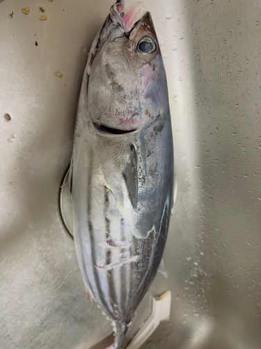 カツオの釣果