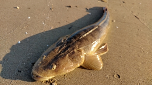 マゴチの釣果