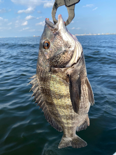 クロダイの釣果