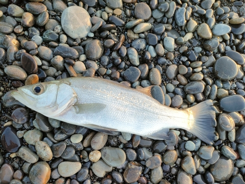 ヒラスズキの釣果