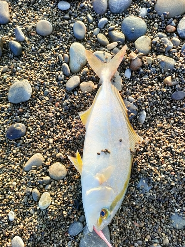 シオの釣果