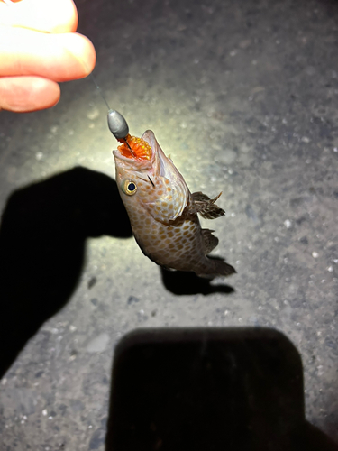 オオモンハタの釣果