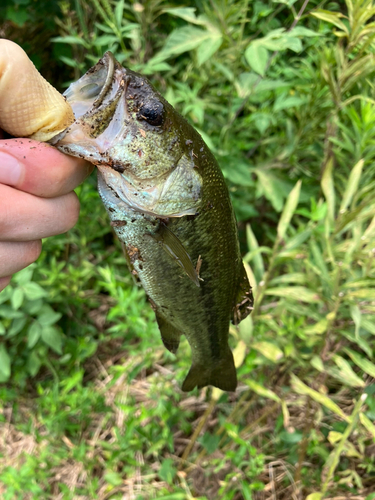 ブラックバスの釣果