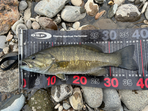 スモールマウスバスの釣果