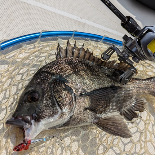 クロダイの釣果