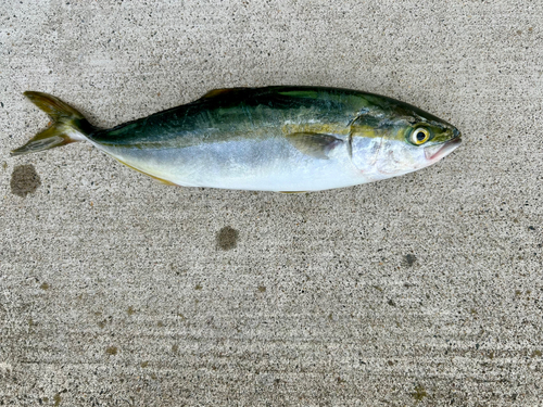 ワカシの釣果