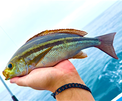 イサキの釣果