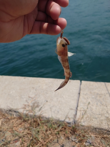 イトヒキハゼの釣果