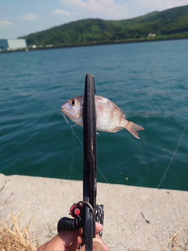 タイの釣果