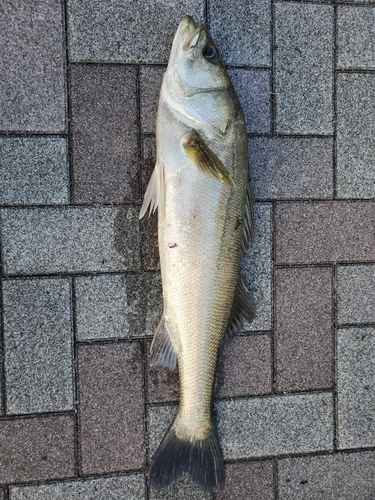 スズキの釣果