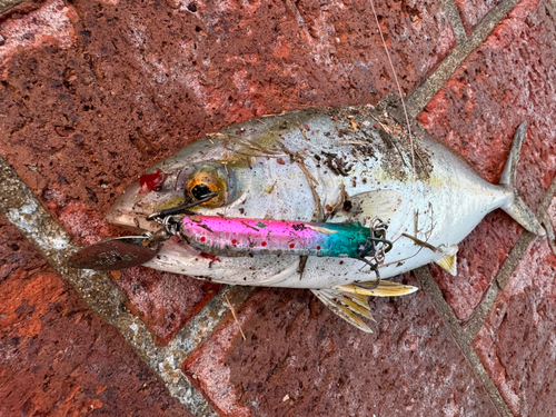 ネリゴの釣果