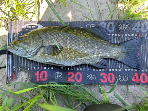 スモールマウスバスの釣果