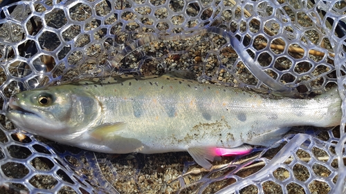 ヤマメの釣果