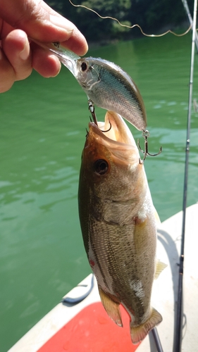 ブラックバスの釣果