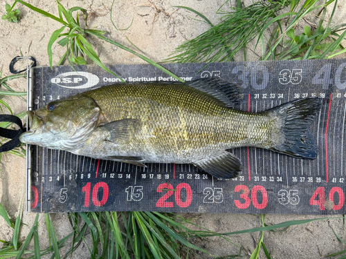 スモールマウスバスの釣果