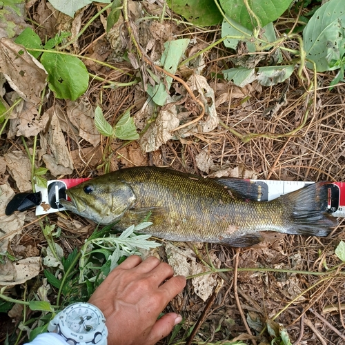 スモールマウスバスの釣果