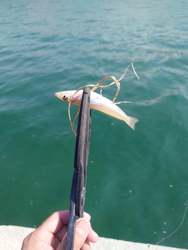 キスの釣果