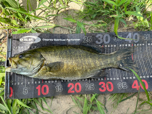 スモールマウスバスの釣果