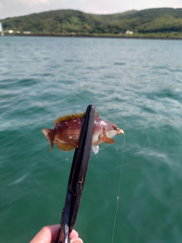 ベラの釣果