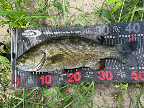 スモールマウスバスの釣果