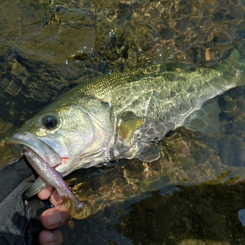 ラージマウスバスの釣果