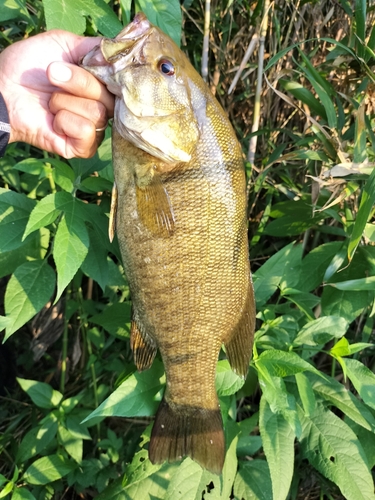 スモールマウスバスの釣果