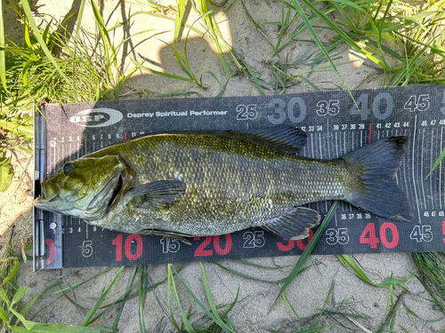 スモールマウスバスの釣果