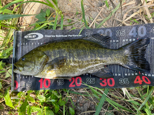 スモールマウスバスの釣果