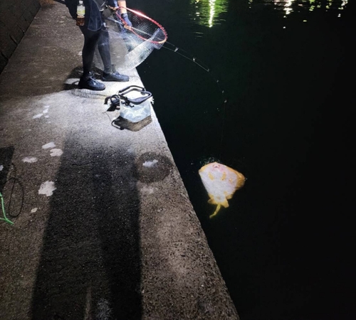 アカエイの釣果