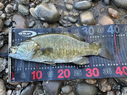 スモールマウスバスの釣果