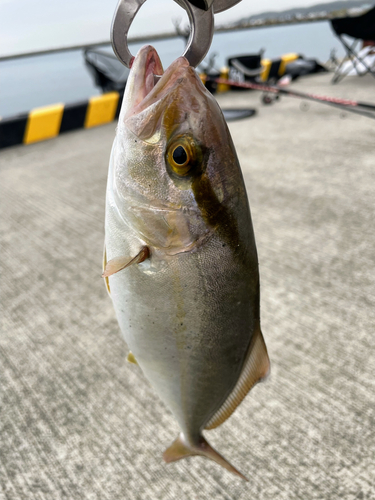 ショゴの釣果