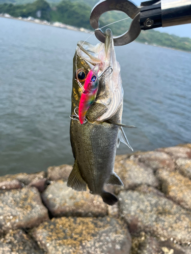 セイゴ（マルスズキ）の釣果