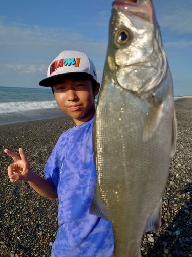 セイゴ（ヒラスズキ）の釣果