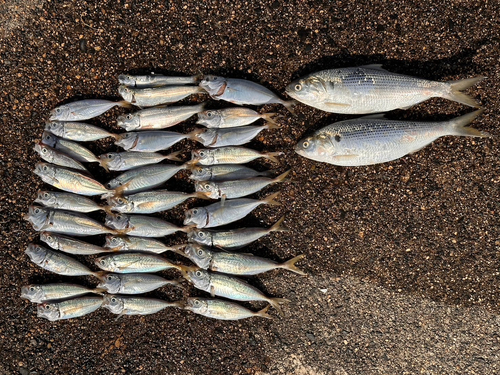 アジの釣果