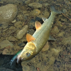 ニゴイの釣果