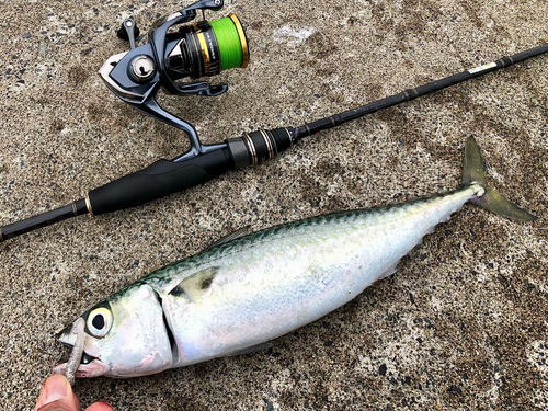 サバの釣果