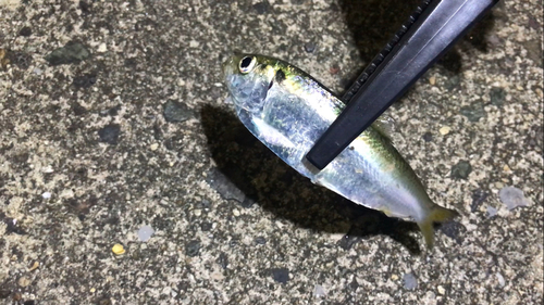 サッパの釣果