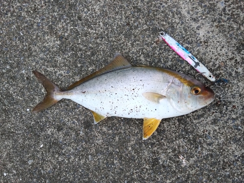 カンパチの釣果