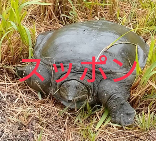 アメリカナマズの釣果